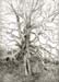 45-EtchedTree2