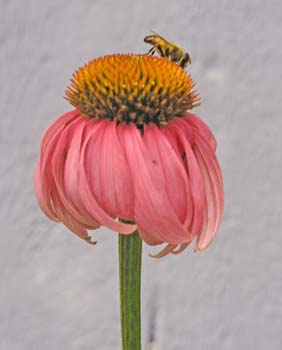 Bee-Flower