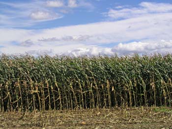 Corn