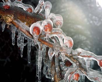 berry-ice-3-4