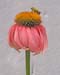Bee-Flower