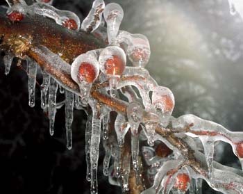 Berry-ice