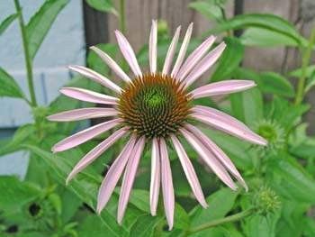 Fleur