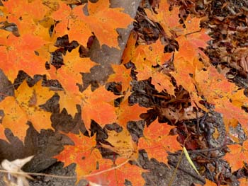 Leaves