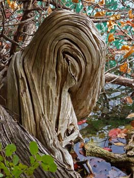NatureEye