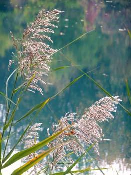Weeds