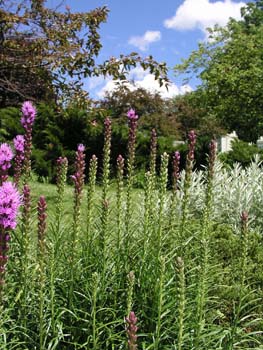 Wild Flowers