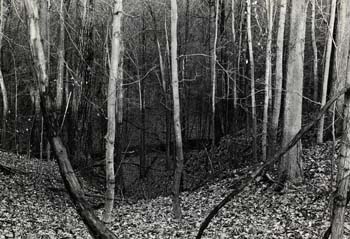 inForest